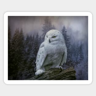 Snowy owl looking for prey Sticker